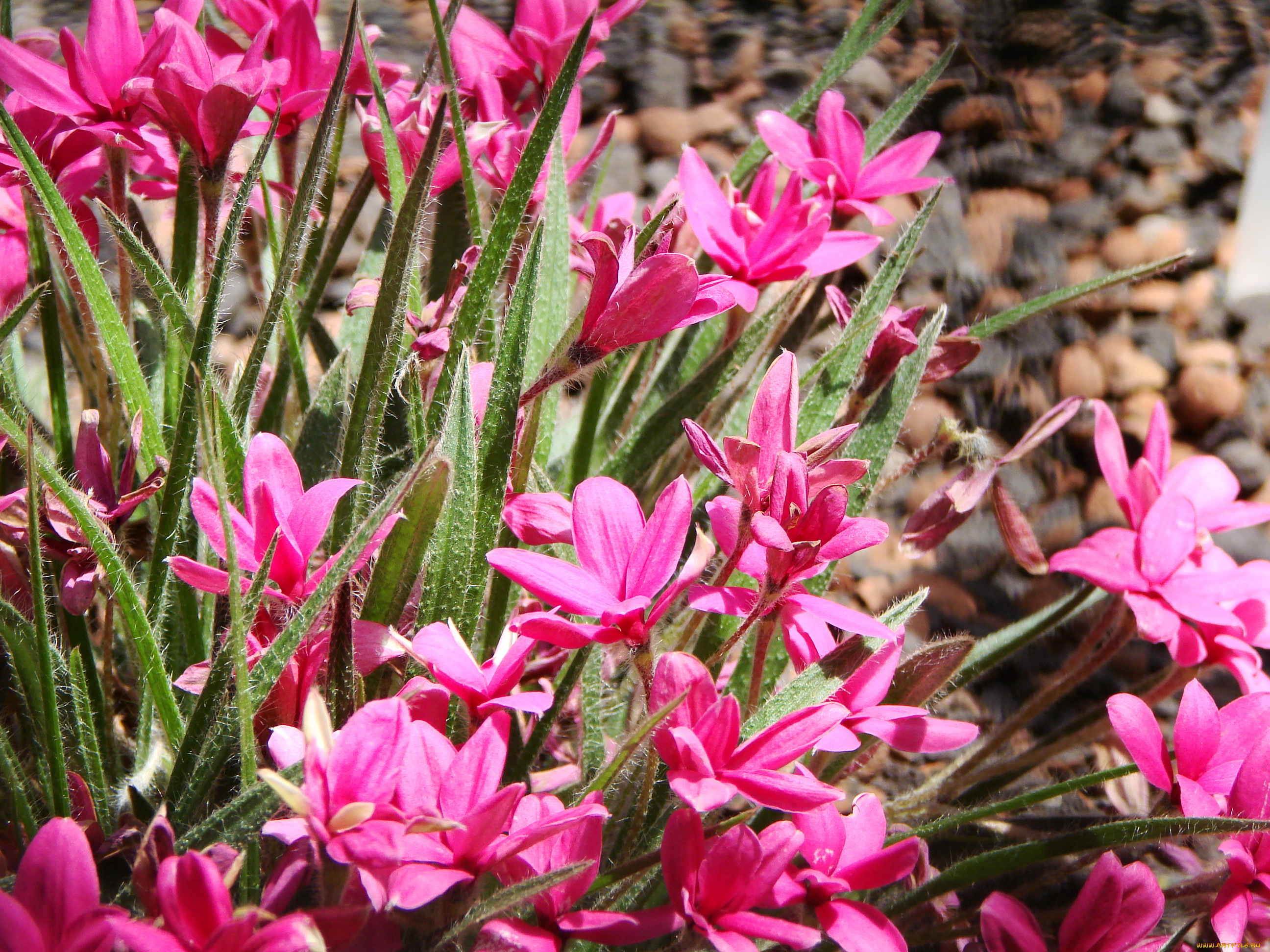 , , rhodohypoxis